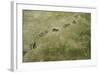 Brown Bear Tracks-W. Perry Conway-Framed Photographic Print