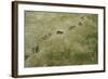 Brown Bear Tracks-W. Perry Conway-Framed Photographic Print