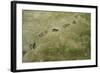 Brown Bear Tracks-W. Perry Conway-Framed Photographic Print