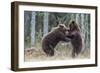 Brown bear two cubs play fighting, Kainuu, Finland-Jussi Murtosaari-Framed Photographic Print