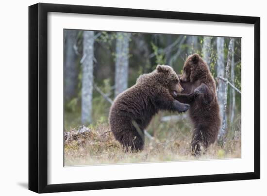 Brown bear two cubs play fighting, Kainuu, Finland-Jussi Murtosaari-Framed Photographic Print