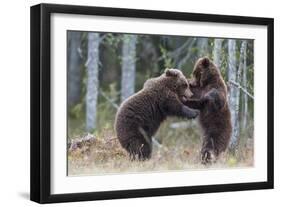 Brown bear two cubs play fighting, Kainuu, Finland-Jussi Murtosaari-Framed Photographic Print