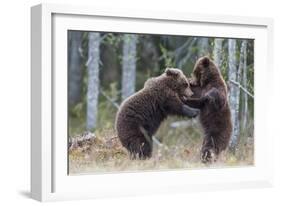 Brown bear two cubs play fighting, Kainuu, Finland-Jussi Murtosaari-Framed Photographic Print