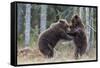 Brown bear two cubs play fighting, Kainuu, Finland-Jussi Murtosaari-Framed Stretched Canvas