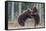 Brown bear two cubs play fighting, Kainuu, Finland-Jussi Murtosaari-Framed Stretched Canvas