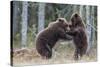 Brown bear two cubs play fighting, Kainuu, Finland-Jussi Murtosaari-Stretched Canvas