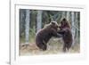 Brown bear two cubs play fighting, Kainuu, Finland-Jussi Murtosaari-Framed Photographic Print