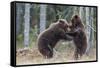 Brown bear two cubs play fighting, Kainuu, Finland-Jussi Murtosaari-Framed Stretched Canvas