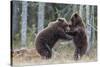 Brown bear two cubs play fighting, Kainuu, Finland-Jussi Murtosaari-Stretched Canvas