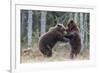 Brown bear two cubs play fighting, Kainuu, Finland-Jussi Murtosaari-Framed Photographic Print