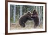 Brown bear two cubs play fighting, Kainuu, Finland-Jussi Murtosaari-Framed Photographic Print