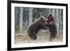 Brown bear two cubs play fighting, Kainuu, Finland-Jussi Murtosaari-Framed Photographic Print