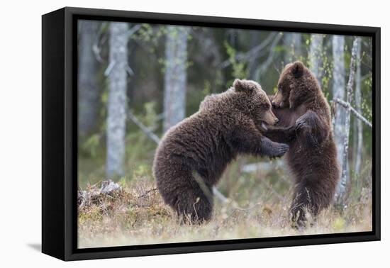 Brown bear two cubs play fighting, Kainuu, Finland-Jussi Murtosaari-Framed Stretched Canvas