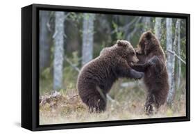 Brown bear two cubs play fighting, Kainuu, Finland-Jussi Murtosaari-Framed Stretched Canvas