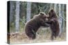 Brown bear two cubs play fighting, Kainuu, Finland-Jussi Murtosaari-Stretched Canvas