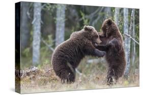 Brown bear two cubs play fighting, Kainuu, Finland-Jussi Murtosaari-Stretched Canvas
