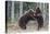 Brown bear two cubs play fighting, Kainuu, Finland-Jussi Murtosaari-Stretched Canvas