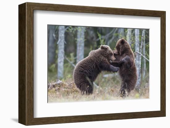 Brown bear two cubs play fighting, Kainuu, Finland-Jussi Murtosaari-Framed Photographic Print