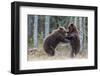 Brown bear two cubs play fighting, Kainuu, Finland-Jussi Murtosaari-Framed Photographic Print