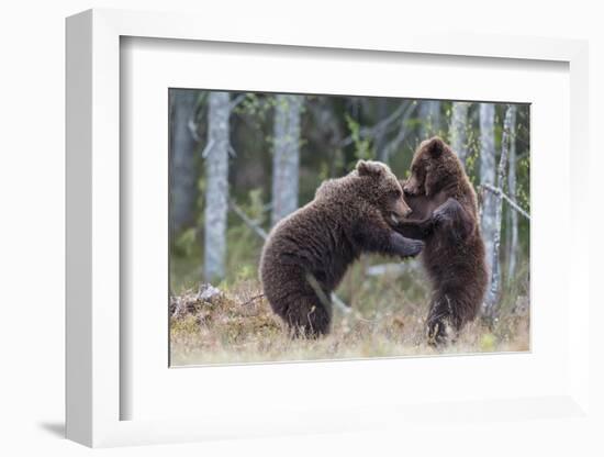 Brown bear two cubs play fighting, Kainuu, Finland-Jussi Murtosaari-Framed Photographic Print
