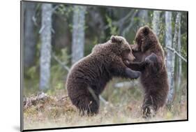 Brown bear two cubs play fighting, Kainuu, Finland-Jussi Murtosaari-Mounted Photographic Print