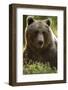Brown Bear (Ursus arctos) adult portait, Finland, June-Danny Green-Framed Photographic Print