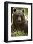 Brown Bear (Ursus arctos) adult portait, Finland, June-Danny Green-Framed Photographic Print