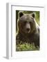 Brown Bear (Ursus arctos) adult portait, Finland, June-Danny Green-Framed Photographic Print