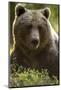 Brown Bear (Ursus arctos) adult portait, Finland, June-Danny Green-Mounted Photographic Print