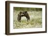 Brown Bear (Ursus arctos) cubs play fighting amongst cotton grass, Finland, June-Danny Green-Framed Photographic Print