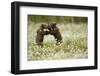 Brown Bear (Ursus arctos) cubs play fighting amongst cotton grass, Finland, June-Danny Green-Framed Photographic Print