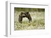 Brown Bear (Ursus arctos) cubs play fighting amongst cotton grass, Finland, June-Danny Green-Framed Photographic Print
