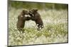 Brown Bear (Ursus arctos) cubs play fighting amongst cotton grass, Finland, June-Danny Green-Mounted Photographic Print