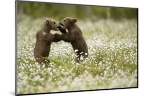 Brown Bear (Ursus arctos) cubs play fighting amongst cotton grass, Finland, June-Danny Green-Mounted Photographic Print