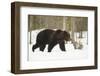 Brown Bear (Ursus arctos) during spring snowfall, Finland, Scandinavia, Europe-Kyle Moore-Framed Photographic Print