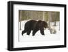 Brown Bear (Ursus arctos) during spring snowfall, Finland, Scandinavia, Europe-Kyle Moore-Framed Photographic Print