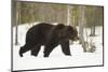 Brown Bear (Ursus arctos) during spring snowfall, Finland, Scandinavia, Europe-Kyle Moore-Mounted Photographic Print