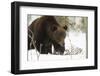 Brown Bear (Ursus arctos) during spring snowfall, Finland, Scandinavia, Europe-Kyle Moore-Framed Photographic Print