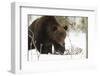 Brown Bear (Ursus arctos) during spring snowfall, Finland, Scandinavia, Europe-Kyle Moore-Framed Photographic Print