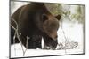 Brown Bear (Ursus arctos) during spring snowfall, Finland, Scandinavia, Europe-Kyle Moore-Mounted Photographic Print