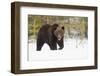 Brown Bear (Ursus arctos) during spring snowfall, Finland, Scandinavia, Europe-Kyle Moore-Framed Photographic Print