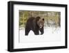 Brown Bear (Ursus arctos) during spring snowfall, Finland, Scandinavia, Europe-Kyle Moore-Framed Photographic Print