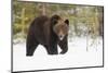 Brown Bear (Ursus arctos) during spring snowfall, Finland, Scandinavia, Europe-Kyle Moore-Mounted Photographic Print