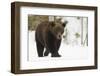 Brown Bear (Ursus arctos) during spring snowfall, Finland, Scandinavia, Europe-Kyle Moore-Framed Photographic Print