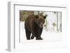 Brown Bear (Ursus arctos) during spring snowfall, Finland, Scandinavia, Europe-Kyle Moore-Framed Photographic Print