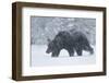 Brown Bear (Ursus arctos) during spring snowfall, Finland, Scandinavia, Europe-Kyle Moore-Framed Photographic Print