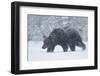 Brown Bear (Ursus arctos) during spring snowfall, Finland, Scandinavia, Europe-Kyle Moore-Framed Photographic Print