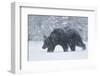 Brown Bear (Ursus arctos) during spring snowfall, Finland, Scandinavia, Europe-Kyle Moore-Framed Photographic Print