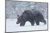 Brown Bear (Ursus arctos) during spring snowfall, Finland, Scandinavia, Europe-Kyle Moore-Mounted Photographic Print