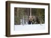 Brown Bear (Ursus arctos) during spring snowfall, Finland, Scandinavia, Europe-Kyle Moore-Framed Photographic Print